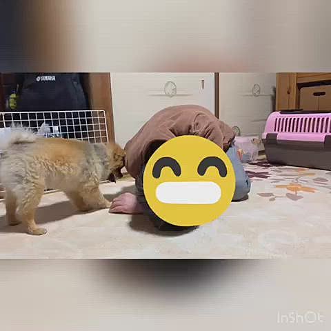 お昼からは雨が降り出し、ルルちゃんパパとおうち遊びです😆