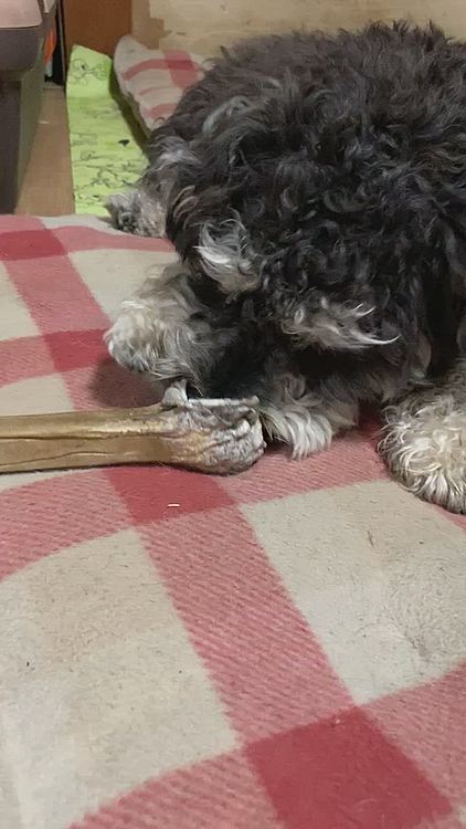 このガム固くて大好きなんだ〜😆
ララ、ソラにはあ〜げない‼️って申してます〜🐶
まだ不具合中で、今繋がっているのでいっぺんに投稿しちゃいます〜🐶❣️