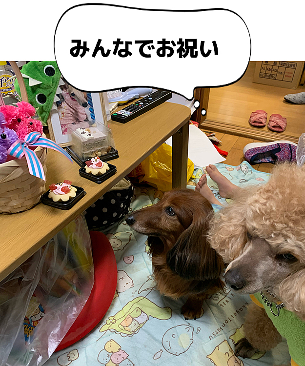 今日は3月3日に事故で死んでしまったイタグレの翔風(ハヤテ)の1歳の誕生日です🎉
1歳を迎えさせてあげられなかった悲しさはありますが今日はみんなでお祝いしてあげました😊ケーキも用意してホントはお洋服などプレゼントしたかったけれどかわいいお花のプレゼントにしました🥰