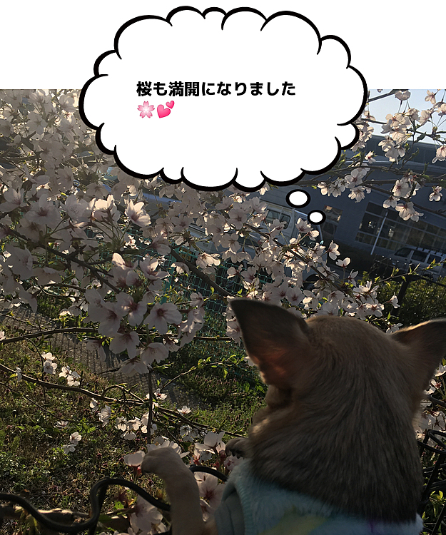 いっぱい歩いて、ウォーキング中のお母様に可愛いネ💕って抱っこして撫でてもらってご機嫌なpocoでした😍
お別れした後もその方のあとをずっと追いかけてテクテク歩いてました😊