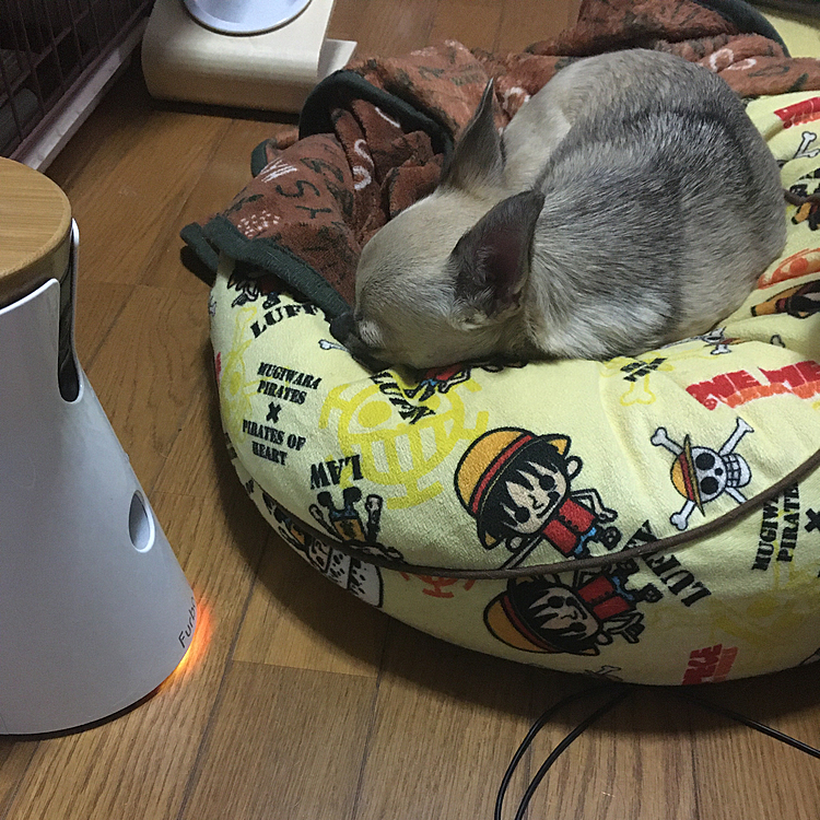 poco疲れたねー
今夜は早めにおやすみしました🐶💤