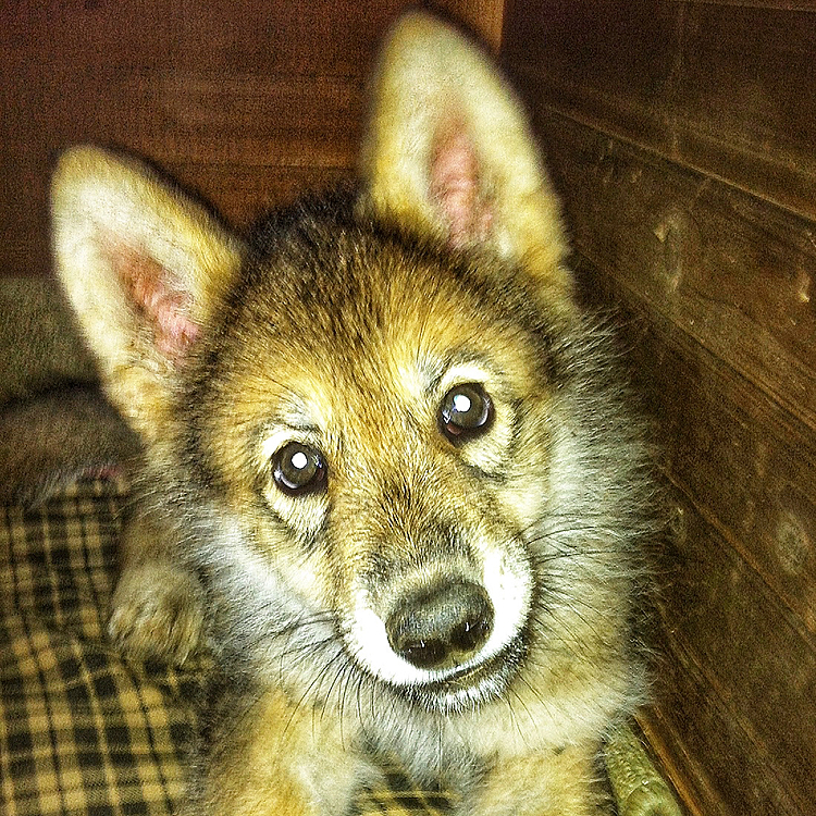 生まれてから1ヶ月経った頃の写真です。
すでに狼の顔になってて凛々しい💕

#notコロナと思わない事 #みんなの健康を守ってくれてありがとう #stayhome #コロナに負けるな #コロナめ #がんばろう日本 #wolf #hybridwolf #wolfdog #狼 #狼の仔 #puppy #nana #過去pic