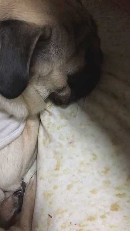 おやすみ😘