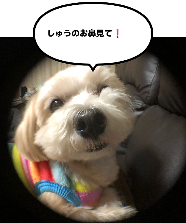 遅ればせながら、お鼻見写真を撮ってみました。寝起きを狙ったので、寝癖ついてます🤣