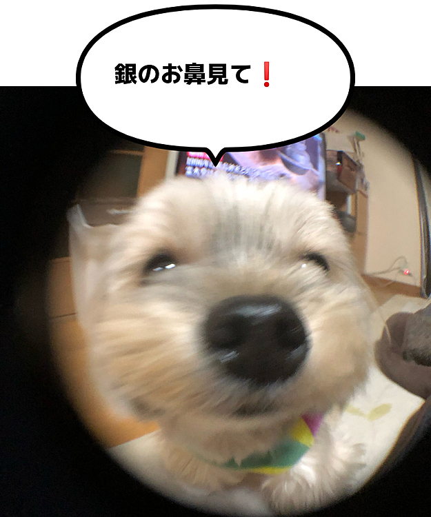 こちらは、狙い通りの写真かな🤣
どちらも似たようなお鼻見になります🤣