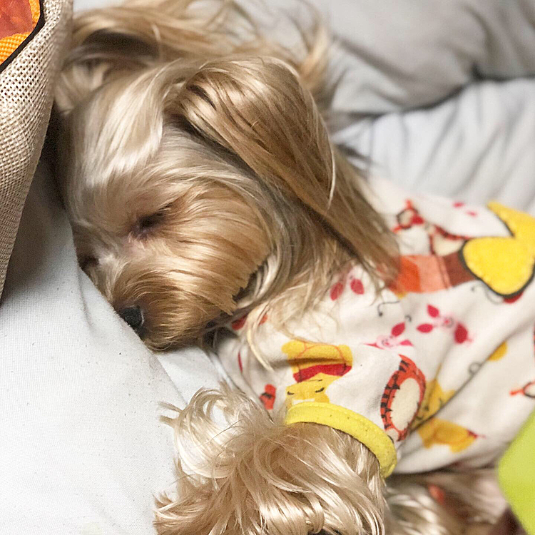 疲れたのか気持ちよさそうに寝てました😴🌙💤