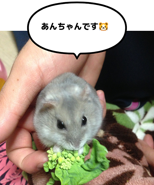 はなちゃんちのむぎちゃんに影響され、スマホに残る🐹ちゃんの写真を探しました。
ブルーサファイアのあんみつです。今は🌈にいます。相棒の甘ぐりのくうちゃん🐹の写真がスマホに残ってなかった😭