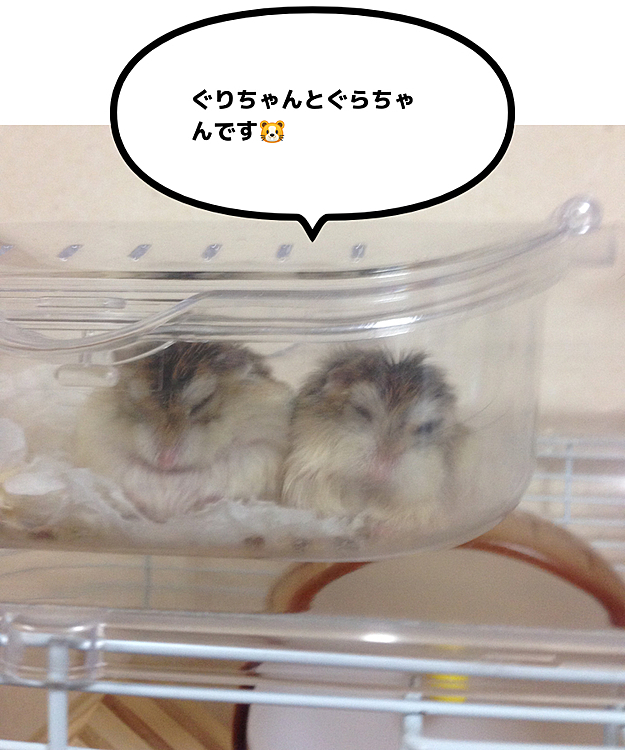 双子のぐりちゃんとぐらちゃんです🐹
双子を飼う時に、どうしても、この名前しか考えれなかった😆この子達も🌈にいます。
