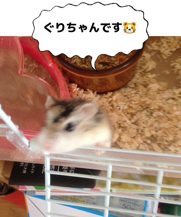ヤンチャなぐりちゃん、髪の毛乱れてるわ😆