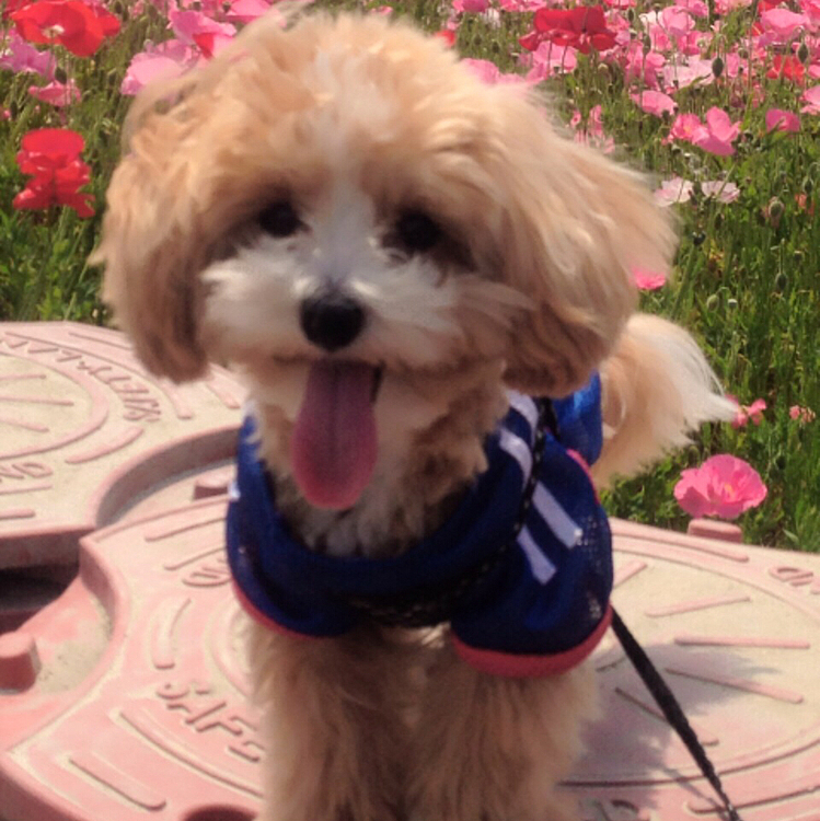 ぐり、ぐらちゃんがいた頃のしゅう🐶
しゅうを迎え入れる前の十数年間はずっーと🐹ちゃんを飼ってました。
はなママさんの投稿のおかげで、可愛い🐹ちゃん達を思い出しました。ありがとう❣️
