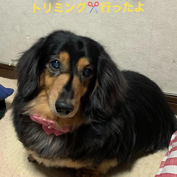 迷ったんですか、この時期のトリミング ✂️
短時間でやって貰いました
