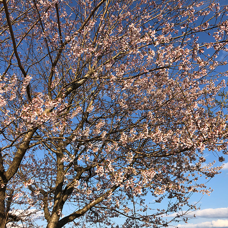 2020.4.11
やっとお花見🌸出来ました❣️
うちの前にある桜の木🌸よその会社のです😅