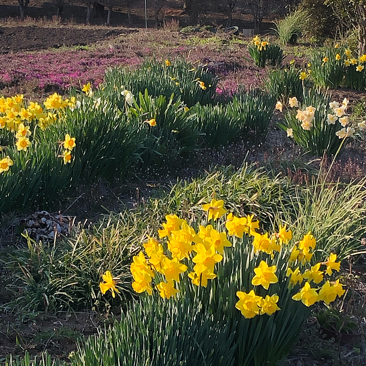 うちの庭のお花達🌼🌸
芝桜も咲き始めた❣️✨