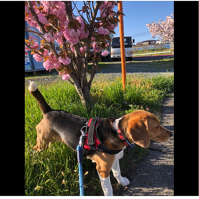 2019.5.4
お散歩の途中、何とか撮れた写真🌸🐶
カメラ目線にならず…😅