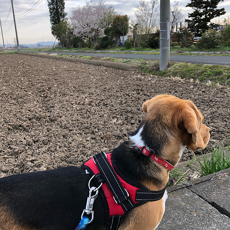 2019.4.22
うちの前の桜の木🌸と一緒に📸
