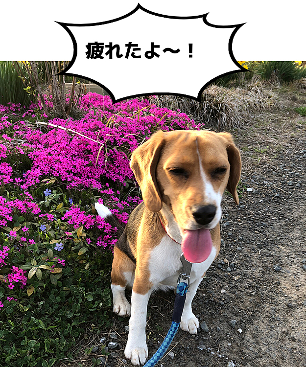 2019.4.23
お散歩疲れてバテバテ🐶💧💦
うちの芝桜と❣️

桜の時期のココでした🌸