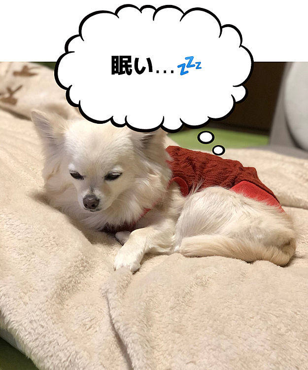 おはようございます😄🐶
朝から雨☔️でお散歩へ行けな〜い💦
小雪はまだ眠そう🐶