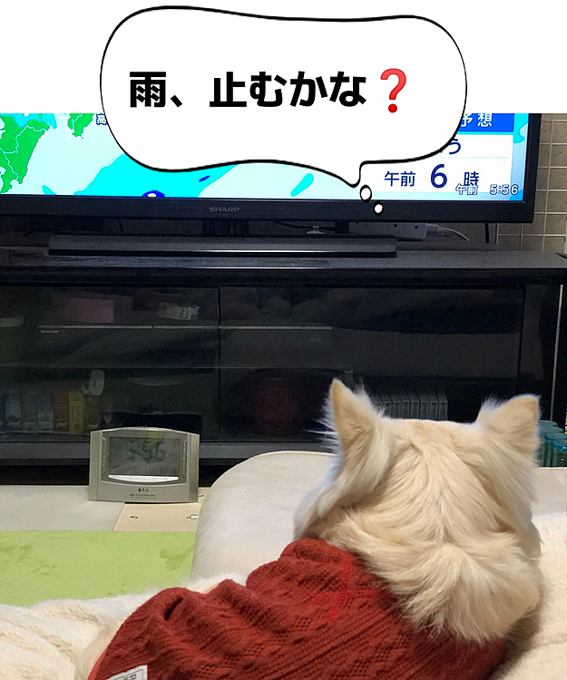 雨が止むのか気になるみたいで
天気予報めっちゃ見てる🤣