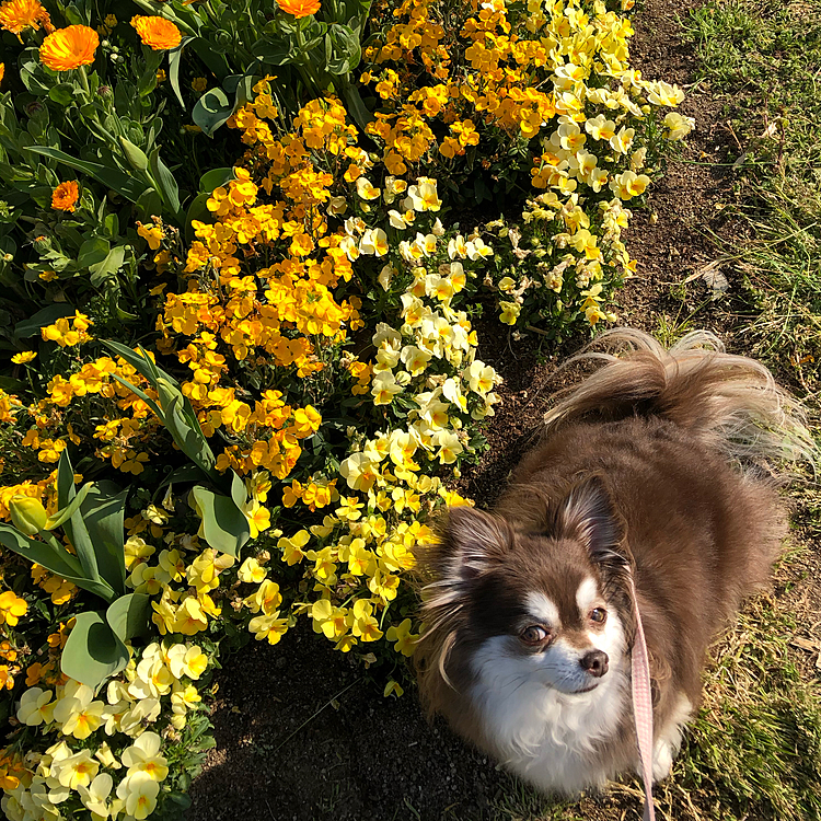 スゥちゃんとお花🌼シリーズ^ - ^

先日、スゥちゃん、フィラリアの検査と狂犬病接種、頑張ってくれました^ - ^

悪性の乳癌です、
と言われ、今日で2年経ちます🙇‍♂️
手術、放射線治療、リハビリ、私も頑張りました🙇‍♂️

来月は、再検査、コロナの院内感染不安〜💦