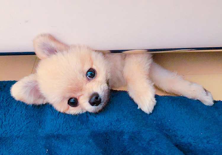 ソファーの下からこんにちは❤️
引きこもりだし、雨だし、アプリはなかなか接続出来ないし😢💦
でもこの子もみんなの可愛い子たちも癒し～🥰❤️❤️❤️❤️