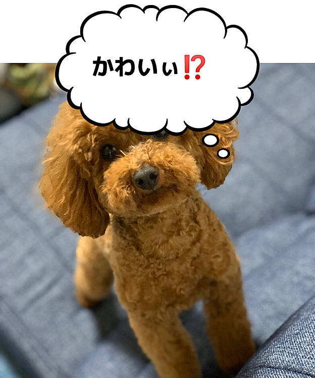 こんにちは😃☔️☔️
桃地方は昨夜から本降りの雨☔️でした。😂
狂犬病の💉とトリミング。
健康診断。
歯周病検査等して来ました。
朝8時半から夕方4時まで病院🏥に預けてきました。😊
お利口さんにしていたそうです。👏👏
結果は5月中旬郵送でお願いしました。❤️
疲れたね。👵