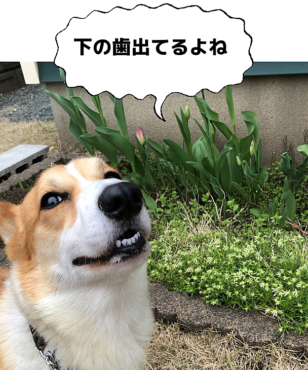 その変な笑い方やめませんか?笑笑
何故、下の歯が🌀🌀🌀出てるのか🤣謎💦