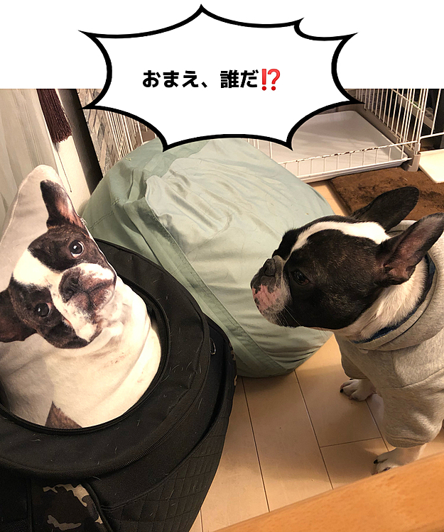 こんばんは🌆
まろの兄弟出現です😅