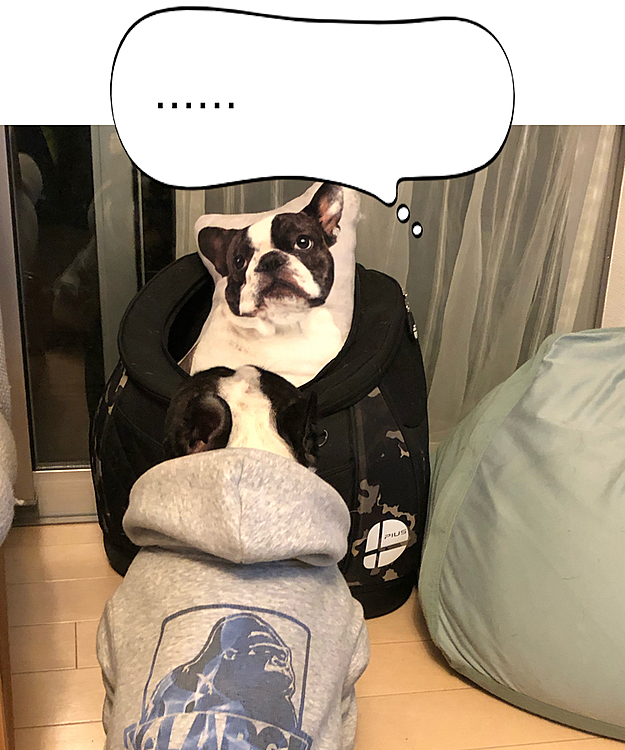 ホームセンターで買ったクッションですが、どこか似てます🤣