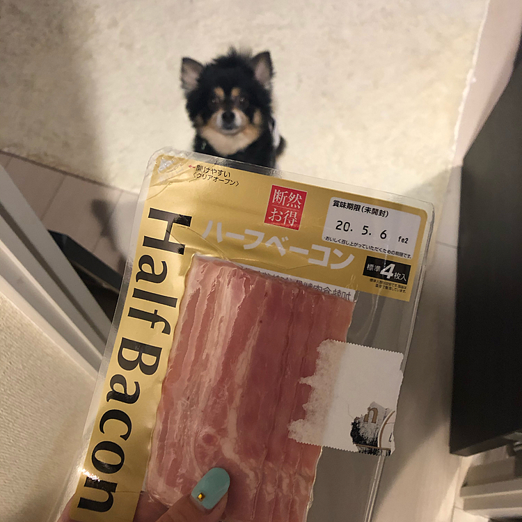 あ！狙ってる！

キッチン覗いて👀どうしたの〜(ﾉ∀｀)

とらくんのじゃあないよ🥓

ママのおつまみだよ〜(ﾉ∀｀)