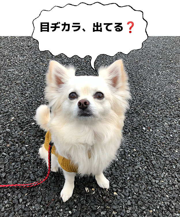 おはようございます😄🐶
今朝は雨が止んでたので、朝ん歩に
行ってきたよ🐾👣