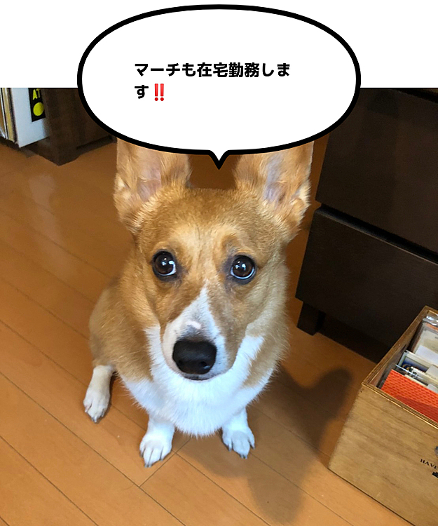おはようございます😃
昨日はものすごい雨と風で全身ビッショリになりました💦
こんな日は在宅勤務の主人がうらやましい😅
マーチもワンで電話会議に参加したね😆