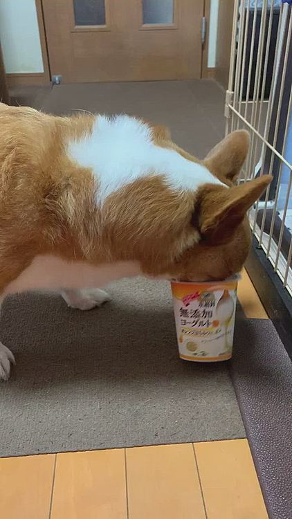 今朝は気持ちの良い青空でテンションも上がります⤴️⤴️
マーチもヨーグルトパックで在宅勤務スタンバイOKです🙆‍♀️😆
今日も頑張りましょう💪