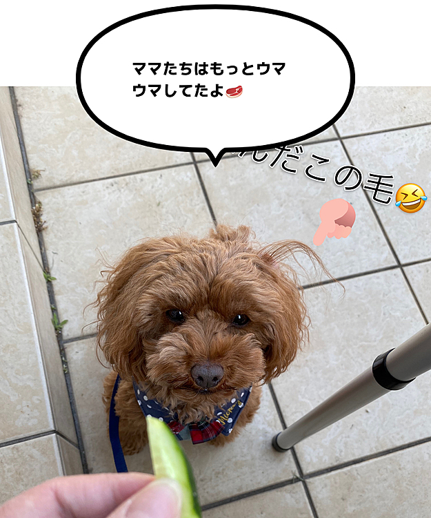 土曜日、おうちBBQしました。
ピーチも参加したよ
🥒と🐷さんをちょーっとだけお裾分け😁
