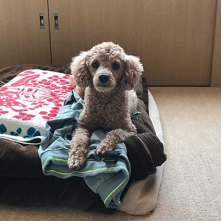 そして、いつものスタイルです。沢山散歩したので、ゆっくりくつろいでお昼寝することでしょう😆
ゆっくり過ごそうね💕アラシ😉