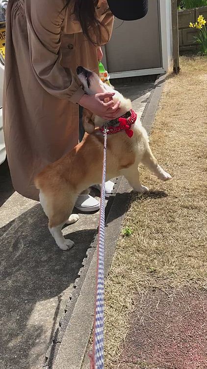 近所の、ココちゃんが散歩の途中で寄ってくれたのに🌀
またまた文句付けてるよ🌀
もぉ、今日は荒ぶる日なのね🤣