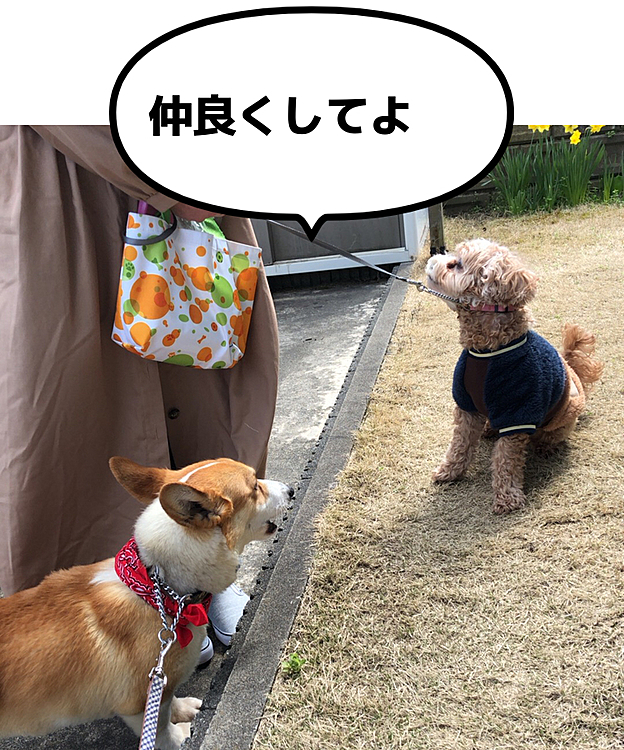 時々会うんだから、仲良くしてくださいよ〜💦まあるうるさ過ぎ💦💦💦