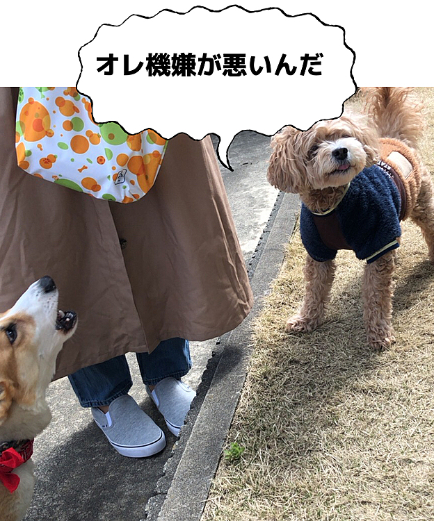 最後まで吠えまくり🌀🌀
どうしたものでしょう🌀🌀🌀
今日は諦めよう💦笑笑