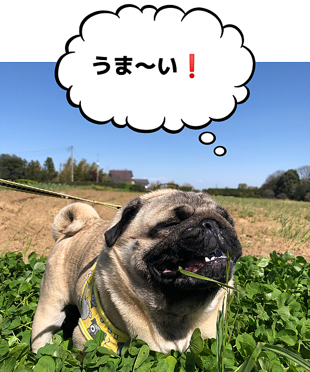 お散歩をサラダバー🥗と勘違いしているししまる🐶
さっそく食べ放題に突入です😆