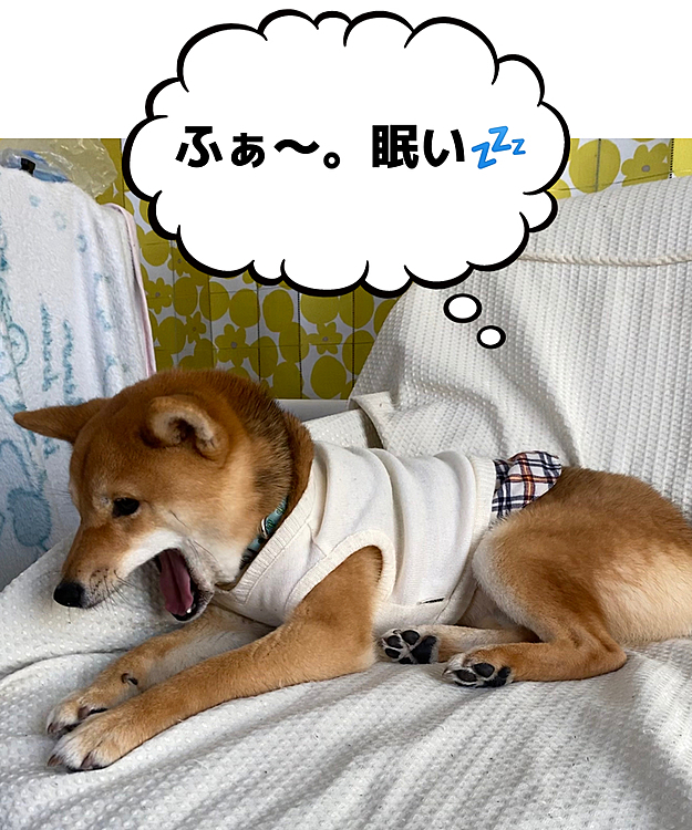 お散歩行くまではまったり過ごしてます😊