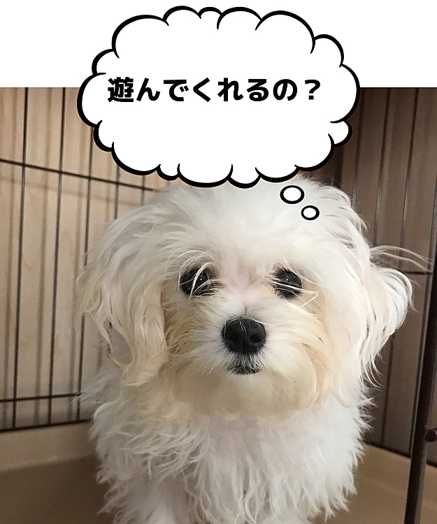 チラッとリンの方を見てみたら……
こんな期待の目をされたら困るよ～
でも、ちょっと可愛いですね(笑)

外出は自粛だから外では遊べないけど、
お部屋でいっぱい遊ぼうねー。
