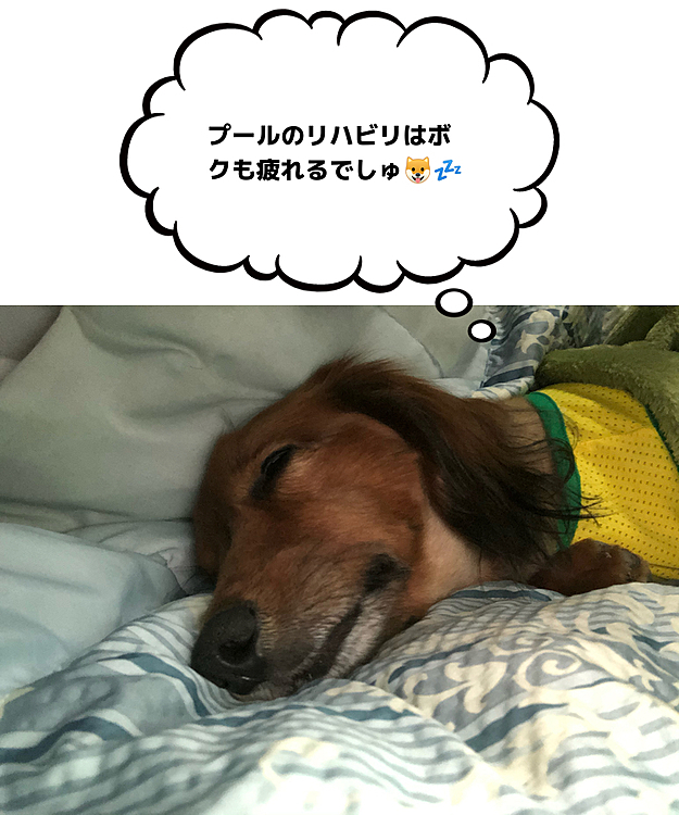 御主人様達も疲れるでしゅ💦💦💦
中腰がなかなか堪えるんでしゅ😂😂😂
今後やり方については色々改良が必要です💦
ホントは毎日30分位はやらなきゃいけない訓練なので😨😨😨(´°ω°)ﾁｰﾝ