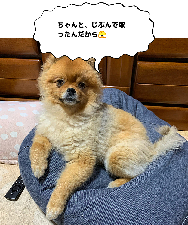 そして、満足したのかこの体制…
何だかとっても偉そうに見えます🤣
