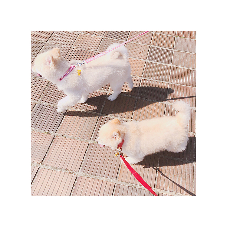はじめまして。
今日は息抜きがてら近所の海岸沿いを散歩してきました🐾
