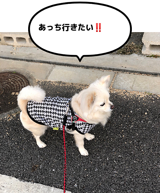 おはようございます😄
今朝も小雪は元気いっぱいお散歩してきました🐾👣
朝から晴れると気持ちいいね☀️