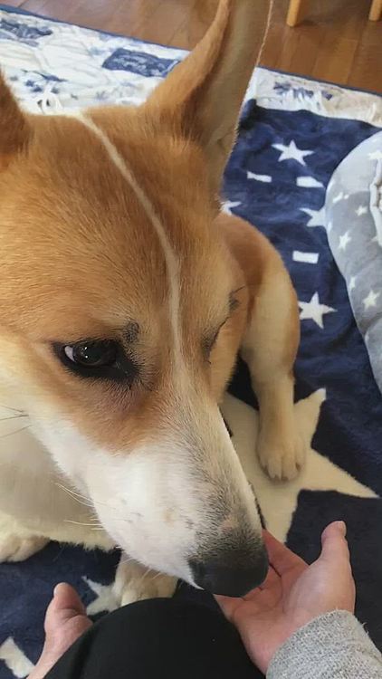 しつこく撮ってたら最後ワンってされたよ🤣🤣🤣ごめんごめん💦