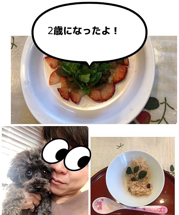 大好きな大好きなパールちゃんが2歳になりました。夜は家族みんなでお祝いです。朝はキャベツとおいもと苺です。秒で食べました。パールちゃんはたべないけどお赤飯です。庭の南天。難を転じる南天です。パールちゃんがいるだけで元気になれます。私達家族の大事な大事なパールちゃん。ずーっと元気に一緒にいようね。