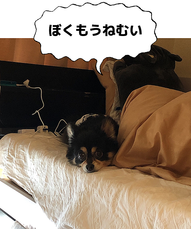 

もうお眠だよね

半目で寝ます( •́ .̫ •̀ )