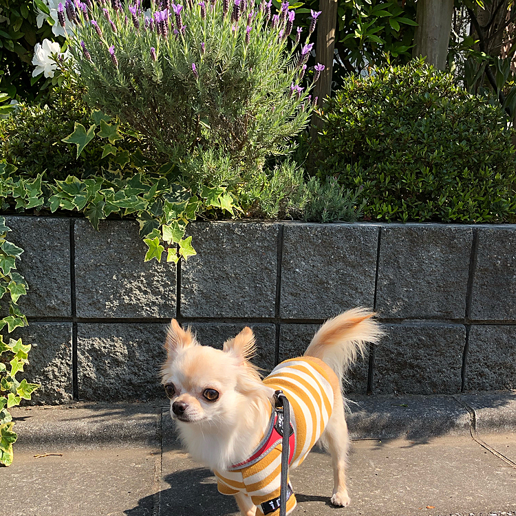 庭のラベンダーが咲きはじめました😊いい香りがします🥰