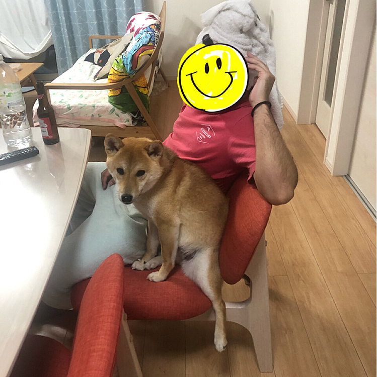 イスに入れないのにギリギリでパパと一緒にいたいペルシア😊