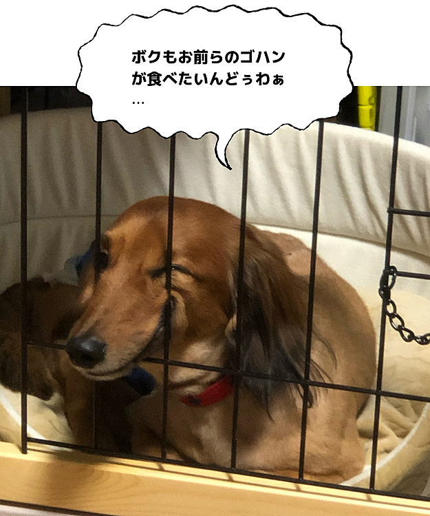 どんだけ柵に顔を押し付けてるんだ…(￣▽￣;)(苦笑)